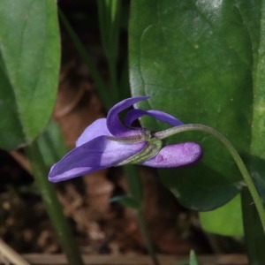 Photographie n°2523329 du taxon Viola riviniana Rchb. [1823]