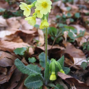 Photographie n°2523332 du taxon Primula elatior (L.) Hill [1765]