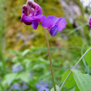 Photographie n°2523343 du taxon Lathyrus vernus (L.) Bernh. [1800]