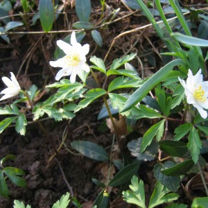 Photographie n°2523357 du taxon Anemone nemorosa L. [1753]