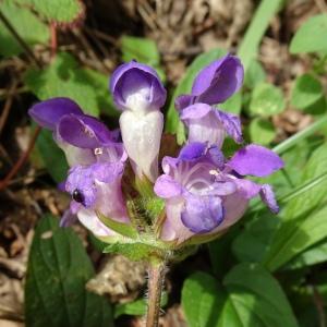 Photographie n°2523376 du taxon Prunella grandiflora (L.) Schöller [1775]