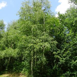 Photographie n°2523393 du taxon Betula pubescens Ehrh. [1791]