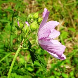 Photographie n°2523412 du taxon Malva moschata L. [1753]