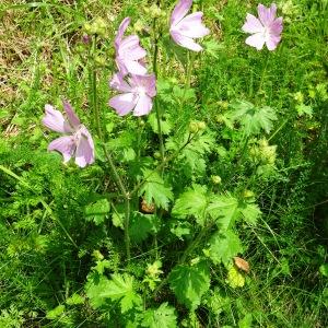 Photographie n°2523413 du taxon Malva moschata L. [1753]