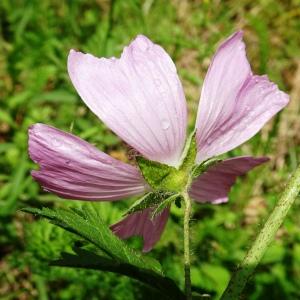 Photographie n°2523414 du taxon Malva moschata L. [1753]