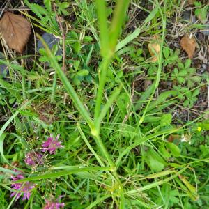 Photographie n°2523424 du taxon Dianthus superbus L. [1755]