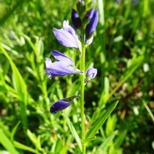 Photographie n°2523427 du taxon Polygala vulgaris L. [1753]