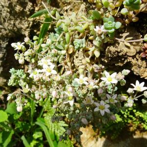 Photographie n°2523433 du taxon Sedum dasyphyllum L. [1753]