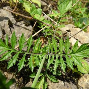 Photographie n°2523436 du taxon Scabiosa lucida Vill. [1779]