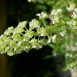 Photographie n°2523444 du taxon Reseda lutea L. [1753]