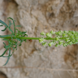 Photographie n°2523455 du taxon Reseda lutea L. [1753]