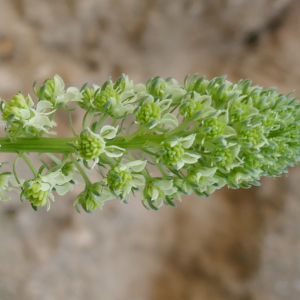 Photographie n°2523457 du taxon Reseda lutea L. [1753]