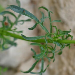 Photographie n°2523458 du taxon Reseda lutea L. [1753]