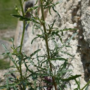 Photographie n°2523460 du taxon Reseda lutea L. [1753]