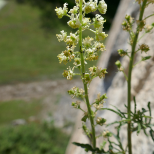 Photographie n°2523466 du taxon Reseda lutea L. [1753]