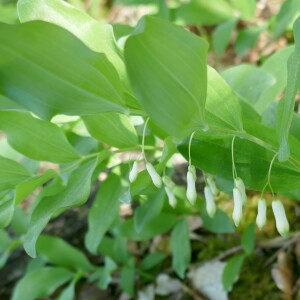 Photographie n°2523472 du taxon Polygonatum multiflorum (L.) All. [1785]