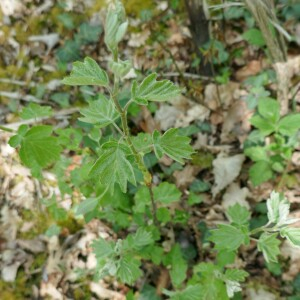 Photographie n°2523481 du taxon Sorbus torminalis (L.) Crantz [1763]