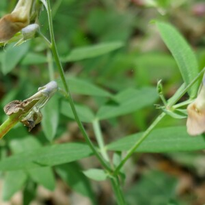 Photographie n°2523493 du taxon Lathyrus linifolius (Reichard) Bässler [1971]