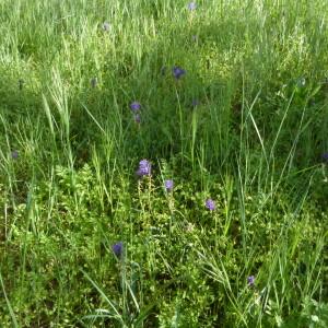 Photographie n°2523499 du taxon Muscari comosum (L.) Mill.