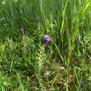 Photographie n°2523500 du taxon Muscari comosum (L.) Mill.