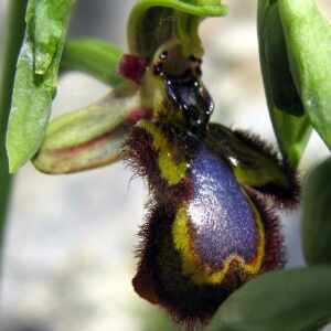 Photographie n°2523504 du taxon Ophrys speculum Link [1799]