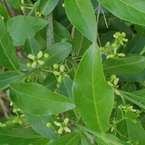 Photographie n°2523514 du taxon Euonymus europaeus L. [1753]