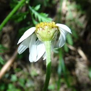 Photographie n°2523540 du taxon Tanacetum corymbosum (L.) Sch.Bip. [1844]