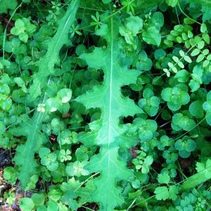 Photographie n°2523572 du taxon Cirsium palustre (L.) Scop. [1772]