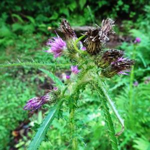 Photographie n°2523573 du taxon Cirsium palustre (L.) Scop. [1772]