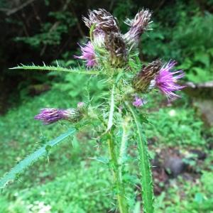 Photographie n°2523574 du taxon Cirsium palustre (L.) Scop. [1772]