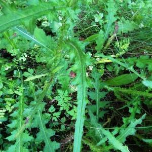 Photographie n°2523575 du taxon Cirsium palustre (L.) Scop. [1772]