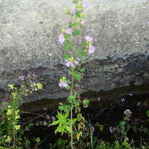 Photographie n°2523593 du taxon Malva moschata L. [1753]