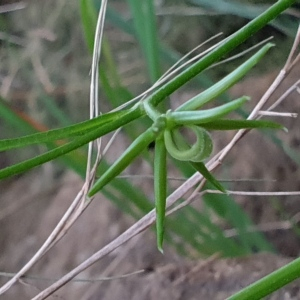 Photographie n°2523611 du taxon Rhagadiolus edulis Gaertn.