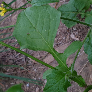 Photographie n°2523613 du taxon Rhagadiolus edulis Gaertn.