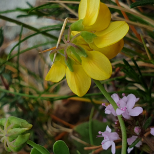 Photographie n°2523620 du taxon Coronilla minima L. [1756]