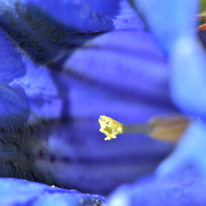 Photographie n°2523636 du taxon Gentiana acaulis L. [1753]