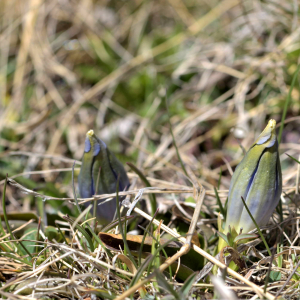 Photographie n°2523639 du taxon Gentiana acaulis L. [1753]