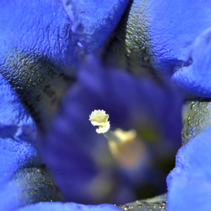 Photographie n°2523641 du taxon Gentiana acaulis L. [1753]