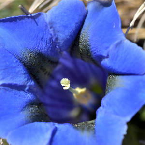 Photographie n°2523642 du taxon Gentiana acaulis L. [1753]