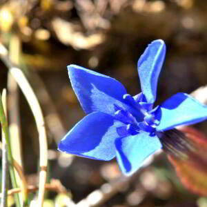 Photographie n°2523645 du taxon Gentiana verna L. [1753]