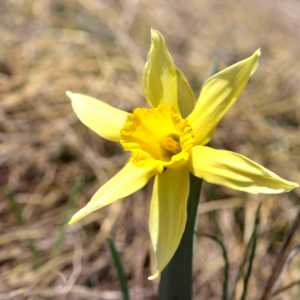 Photographie n°2523654 du taxon Narcissus bicolor L. [1762]