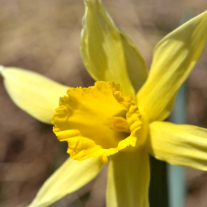 Photographie n°2523655 du taxon Narcissus bicolor L. [1762]
