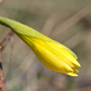 Photographie n°2523656 du taxon Narcissus bicolor L. [1762]