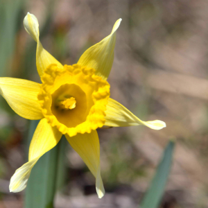 Photographie n°2523658 du taxon Narcissus bicolor L. [1762]
