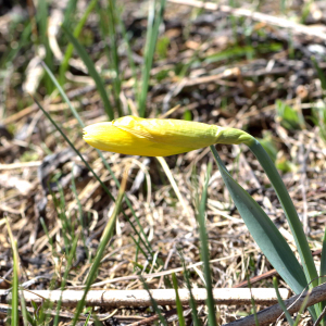 Photographie n°2523660 du taxon Narcissus bicolor L. [1762]