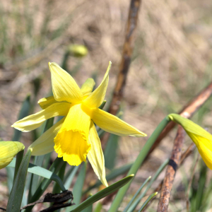 Photographie n°2523661 du taxon Narcissus bicolor L. [1762]