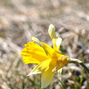 Photographie n°2523662 du taxon Narcissus bicolor L. [1762]