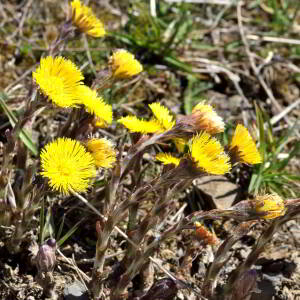 Photographie n°2523675 du taxon Tussilago farfara L. [1753]