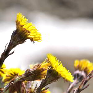 Photographie n°2523676 du taxon Tussilago farfara L. [1753]