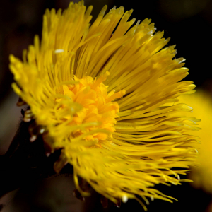 Photographie n°2523681 du taxon Tussilago farfara L. [1753]